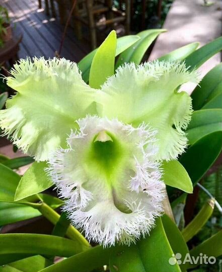 Орхидея каттлея