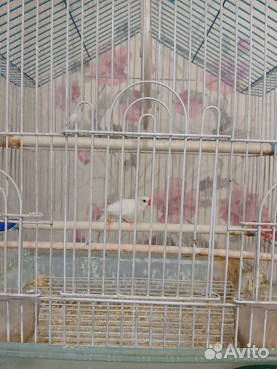 Амадины