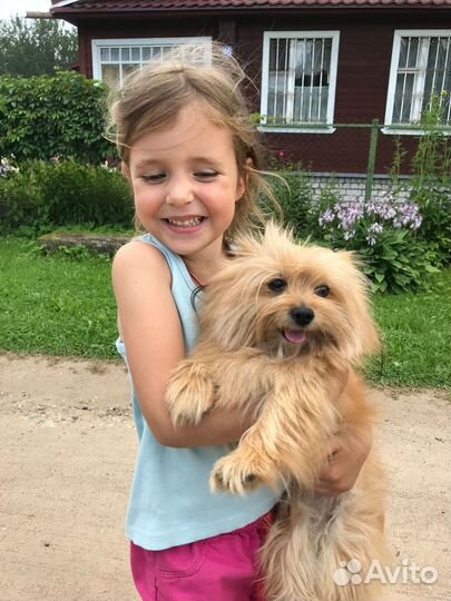 Передержка домашних животных