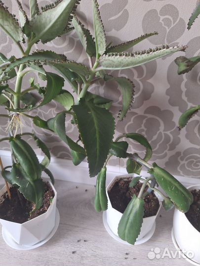 Комнатные цветы каланхоэ