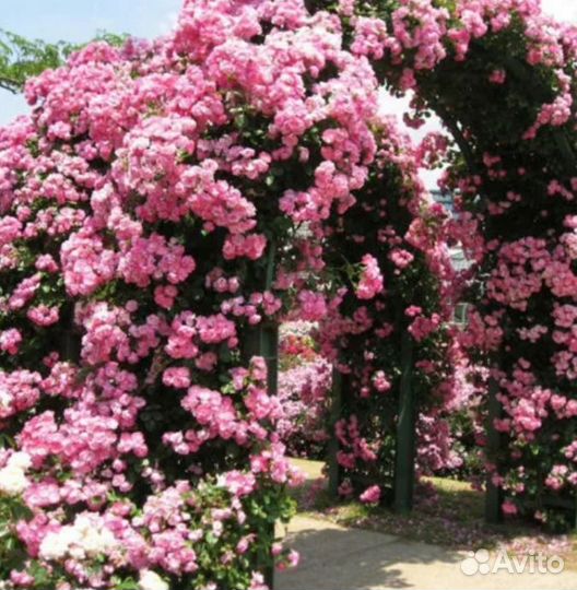 Калистегия махровая