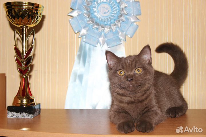 Британские очаровашки