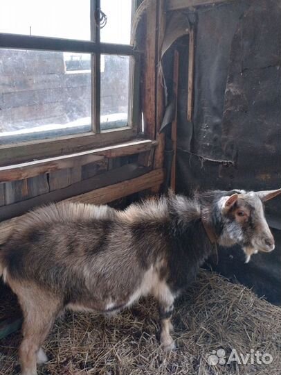 Козочки дойные