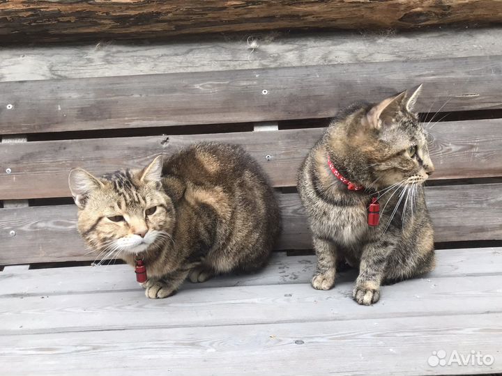 Курильский бобтейл