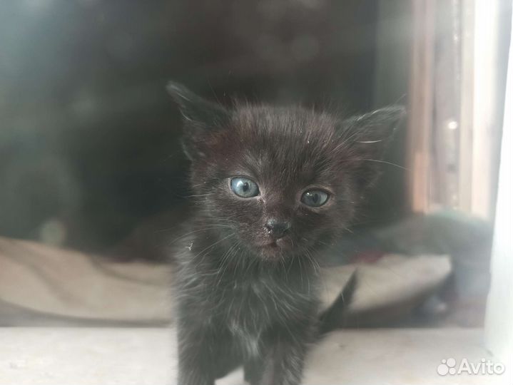 Котенок почти что плюшевый