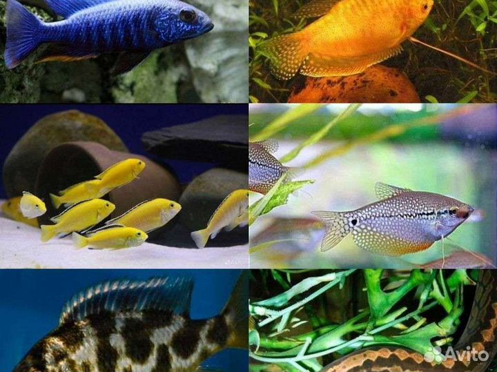 Аквариумные рыбки розница, опт купить в Батайске | Животные и зоотовары |  Авито