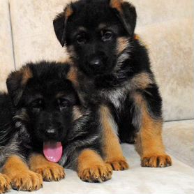 Щенки немецкой овчарки в минске. Щенки немецкой овчарки в минске. Подрощенный щенок немецкой овчарки. Авито щенки овчарки. Щенки немецкой овчарки в минске.