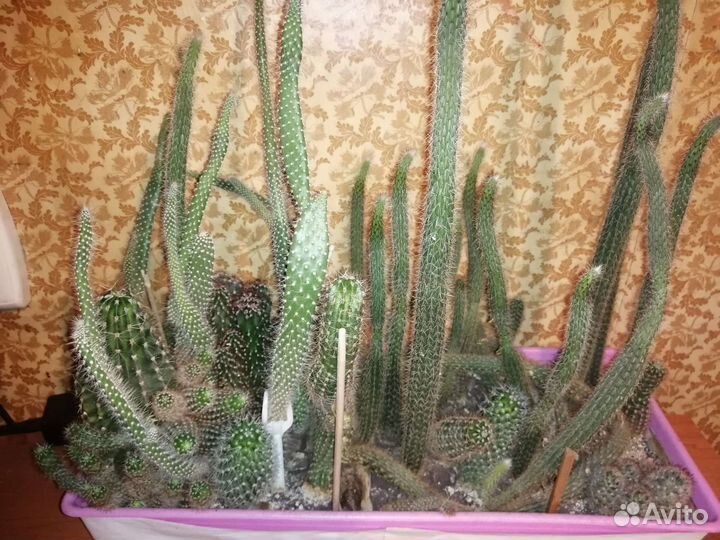Кактусы разные большие и маленькие )