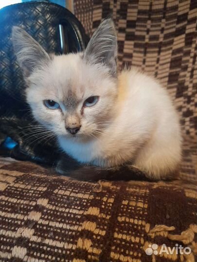 Кошка в дар бесплатно