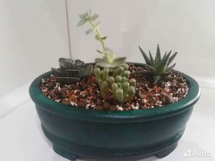 Плошка, бонсайница