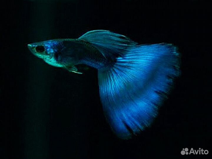Гуппи московская синяя. Чистая линия