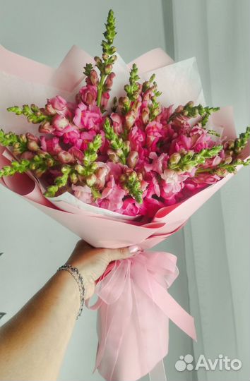 Цветы Антирринум