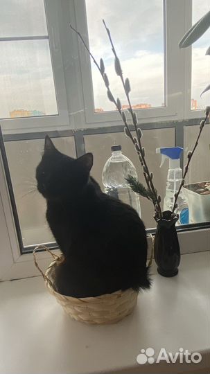 Кошки в добрые руки бесплатно