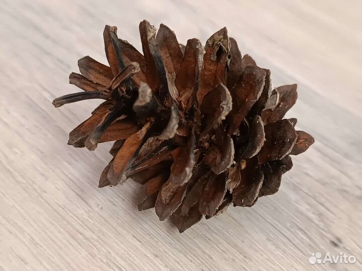 Шишки для декора 200 штук цена за все