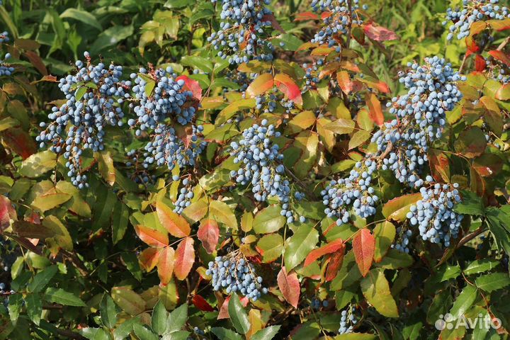 Магония падуболистная