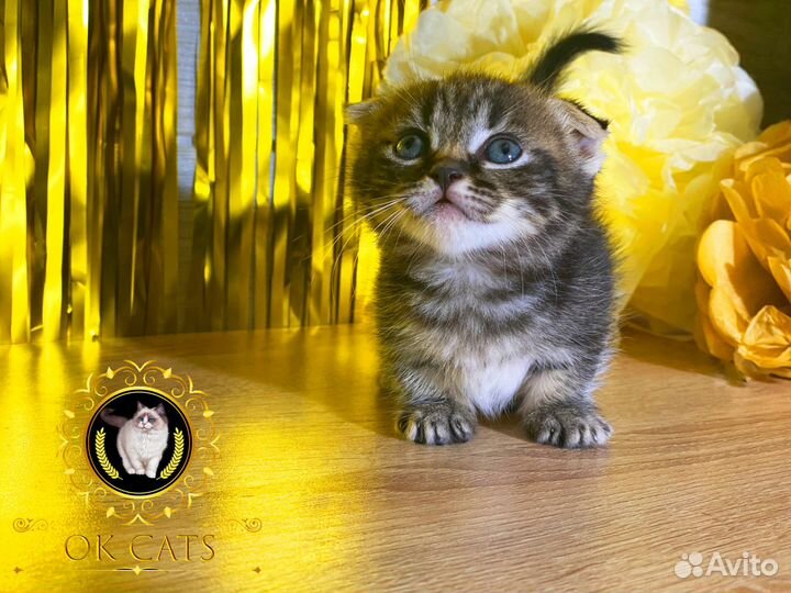 Миниатюрная малышка манчкин стандарт