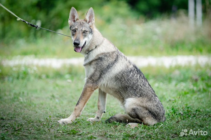 Чехословацкий волк, чехословацкая волчья собака