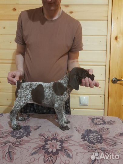 Щенки курцхаара