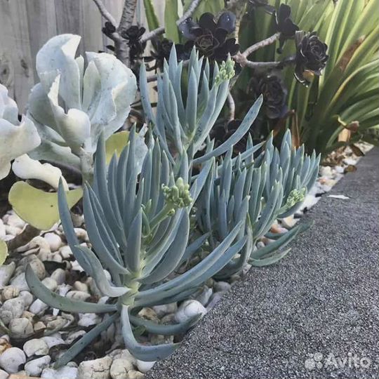 Сенецио, или крестовник mandraliscae