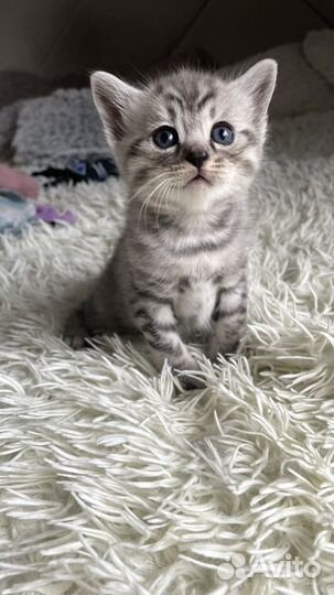 Котята шотландцы бенгалы