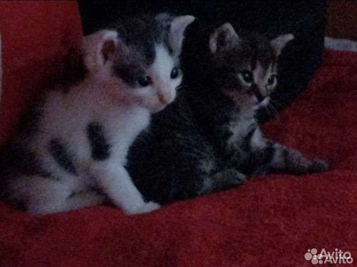 Котята в дар бесплатно