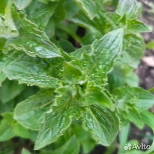 Рассада мяты
