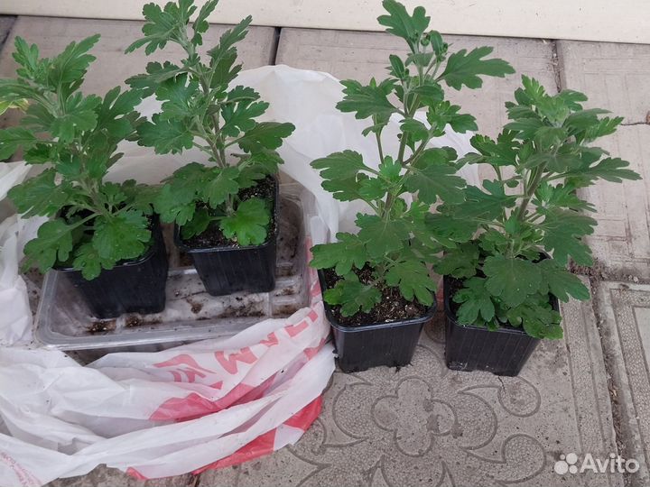 Хризантемы,хосты,примула,лобелии,очиток