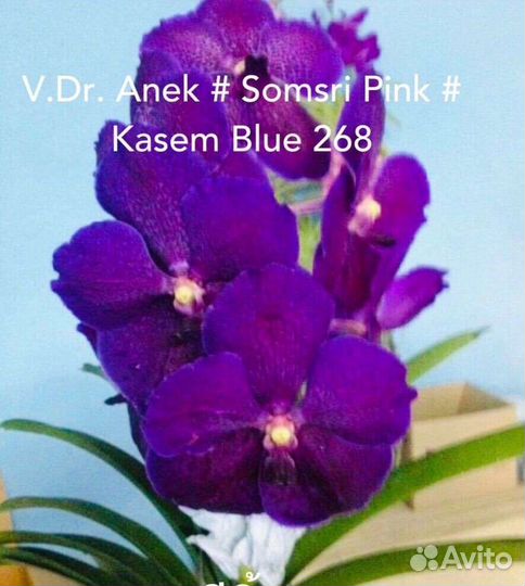 Ванды орхидея. Подростки. Цены разные
