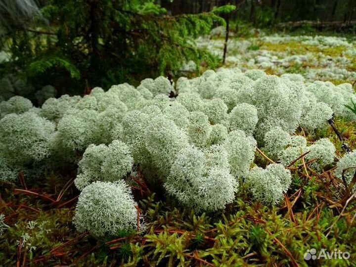 Мох для улиток и оленей