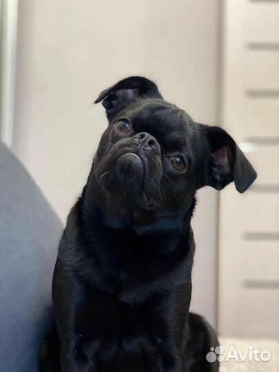 Пти брабансон