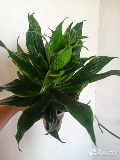 Драцена душистая компакта