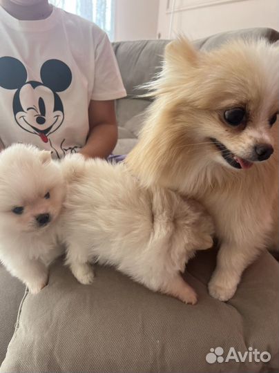 Щенки шпица