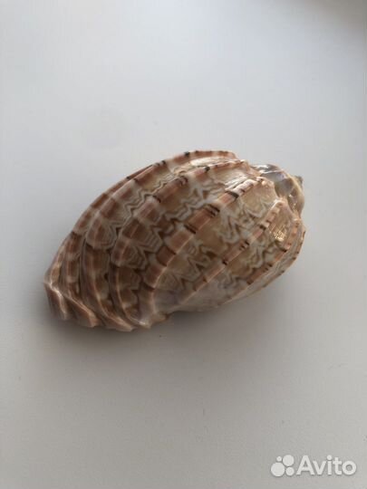 Ракушка морская