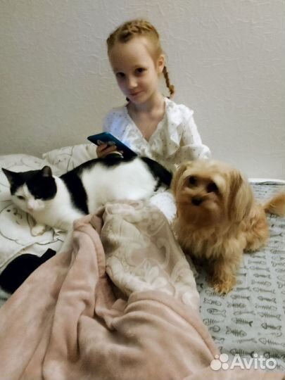 Зооняня/котоняня/Догсситер