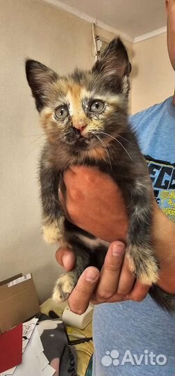 Отдам в хорошие руки