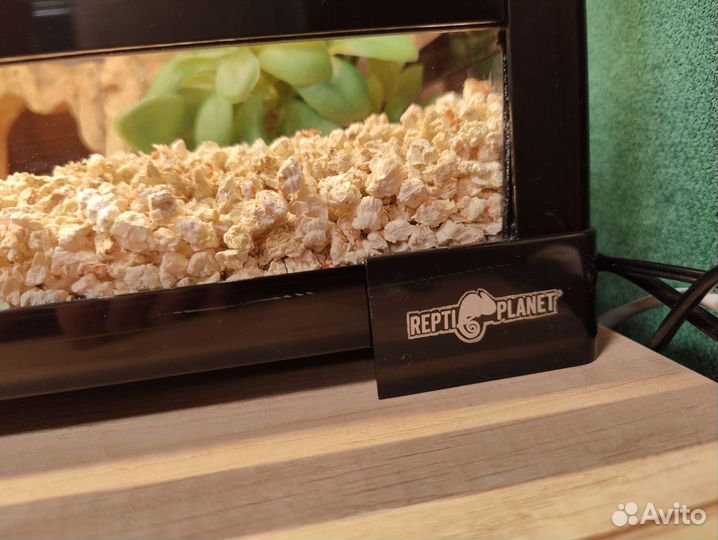 Бородатая агама с террариумом