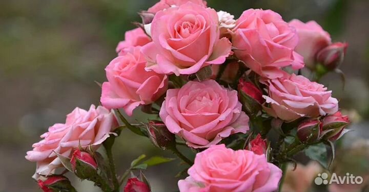 Саженцы роз и луковичные