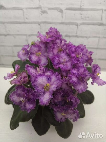Детки мини и полумини фиалок