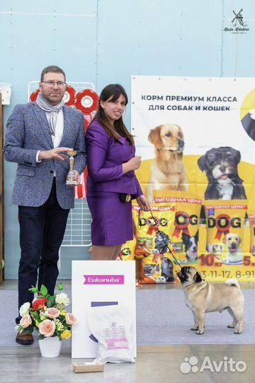 Хендлер, передержка