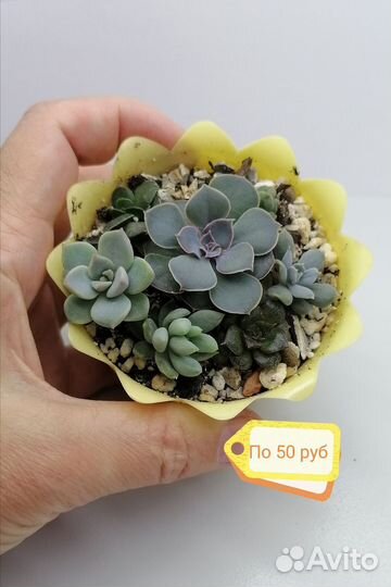 Суккуленты для флорариумов