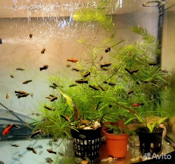 Аквариумные рыбки