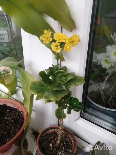 Каланхоэ Блоссфельда с корнями