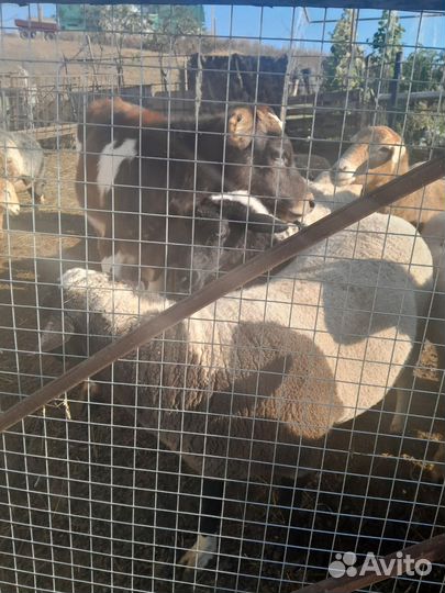 Баран дорпер