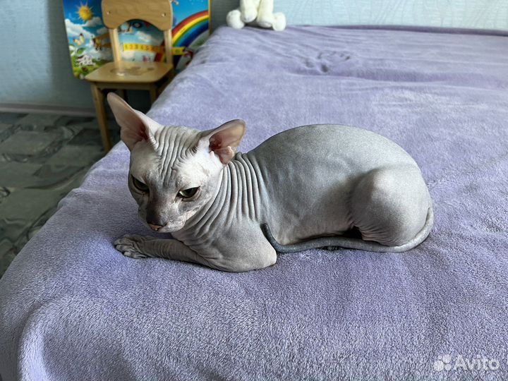 Донской сфинкс вязка