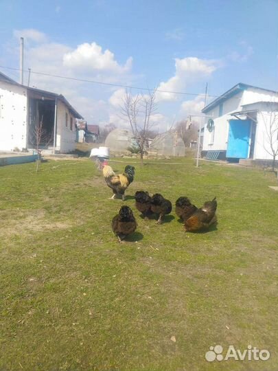 Семья кур Фавероль