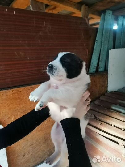 Среднеазиатская овчарка алабай щенки