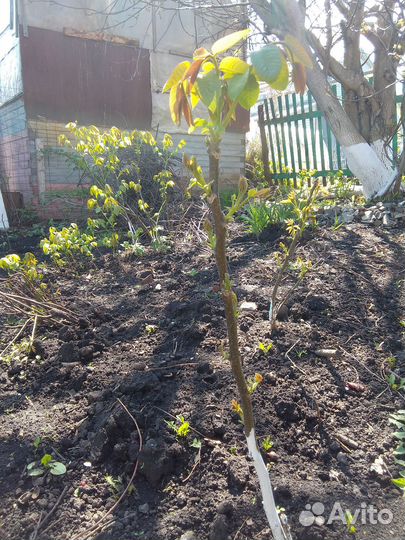 Грецкий орех саженцы