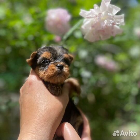 Йоркширский терьер