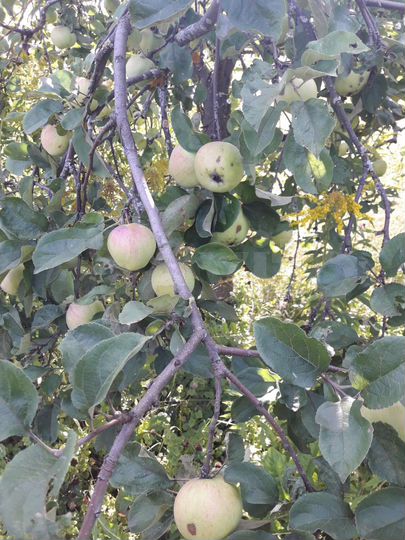 Участок 15,1 сот. (ИЖС)