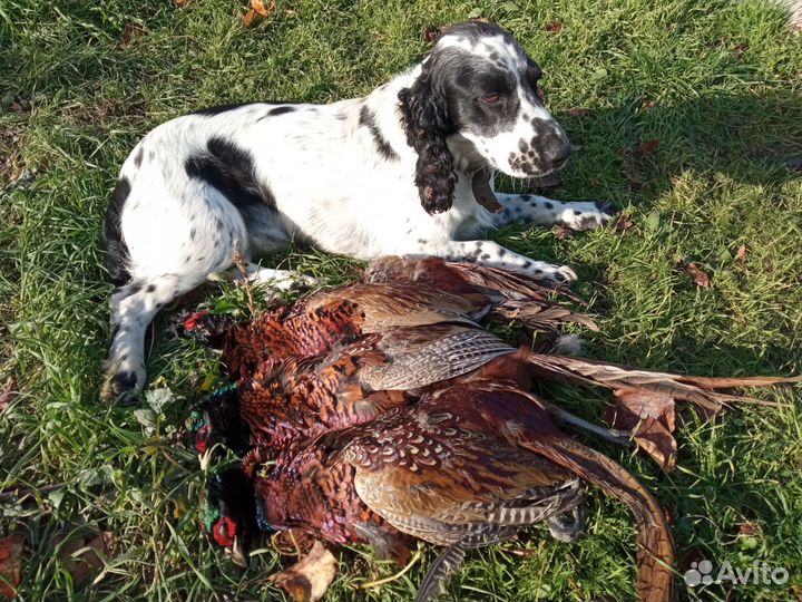 Русский спаниель вязка